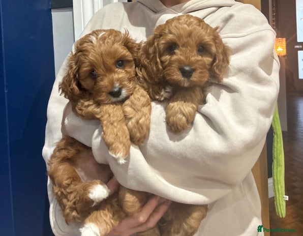 Cavapoo dogs Rare red frosted health checked Mini Cavapoo - Advert 2