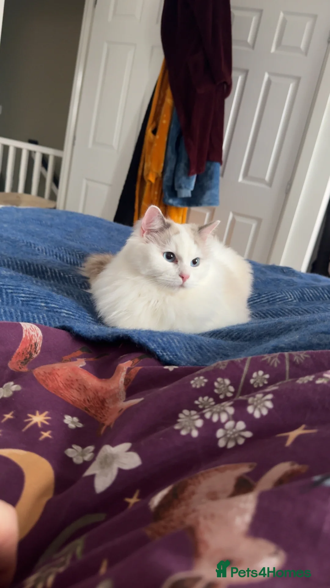 Ragdoll cats for sale: Ragdoll girl looking for new homw - Advert 2