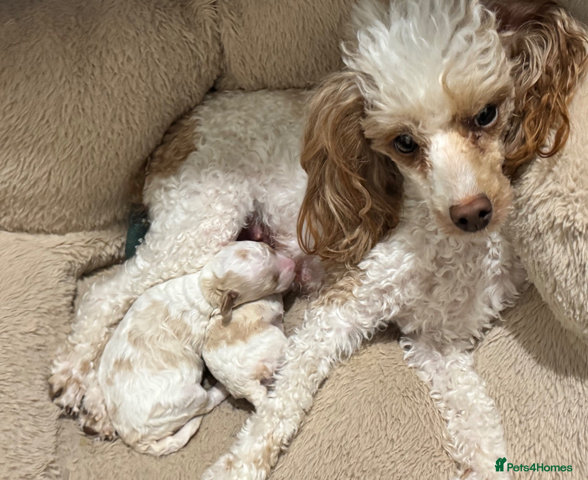 Toy Poodle dogs Tiny toy poodle parti girls avail for reservation - Advert 4