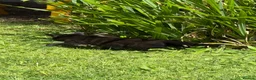 Mixed Breed cats for sale: Mum and 3 kittens for sale to good homes - Advert 10