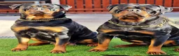 Rottweiler dogs for sale: BEAUTIFUL ROTTWEILER PUPPIES FULL KC SHOW QUALITY  in Liverpool - Advert 1