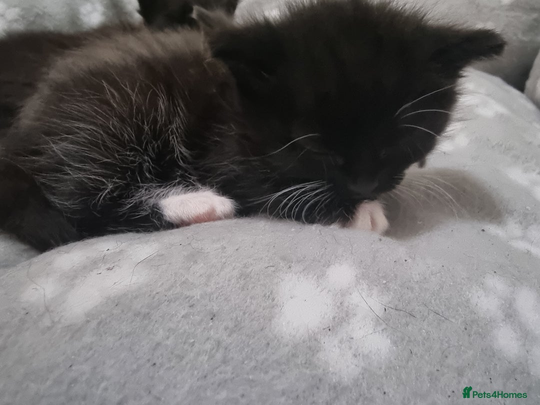 Mixed Breed cats for sale: 2 kittens for sale - Image 8