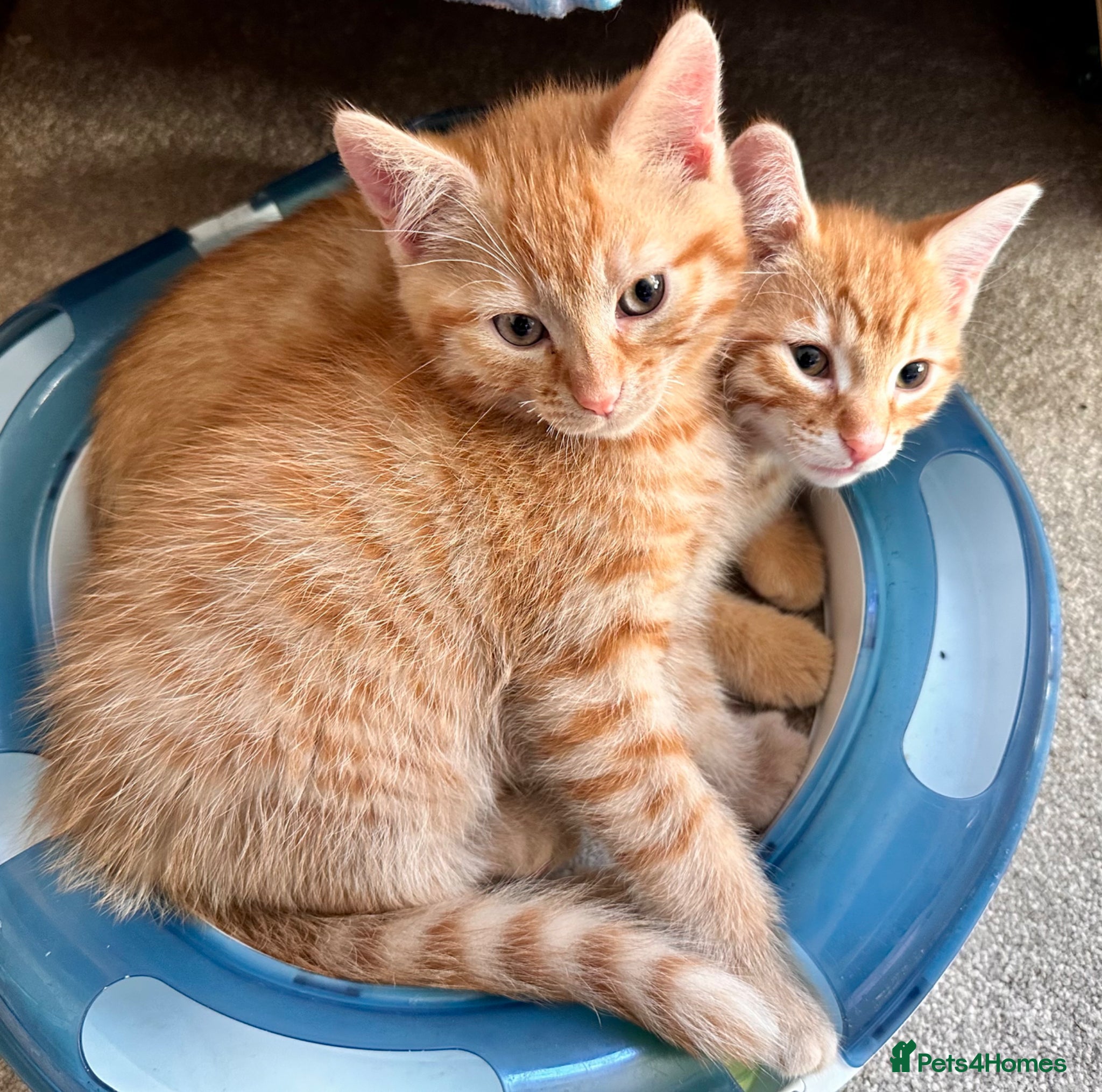 Mixed Breed cats Amiable ginger boys: Garfield and Timothy - Advert 1