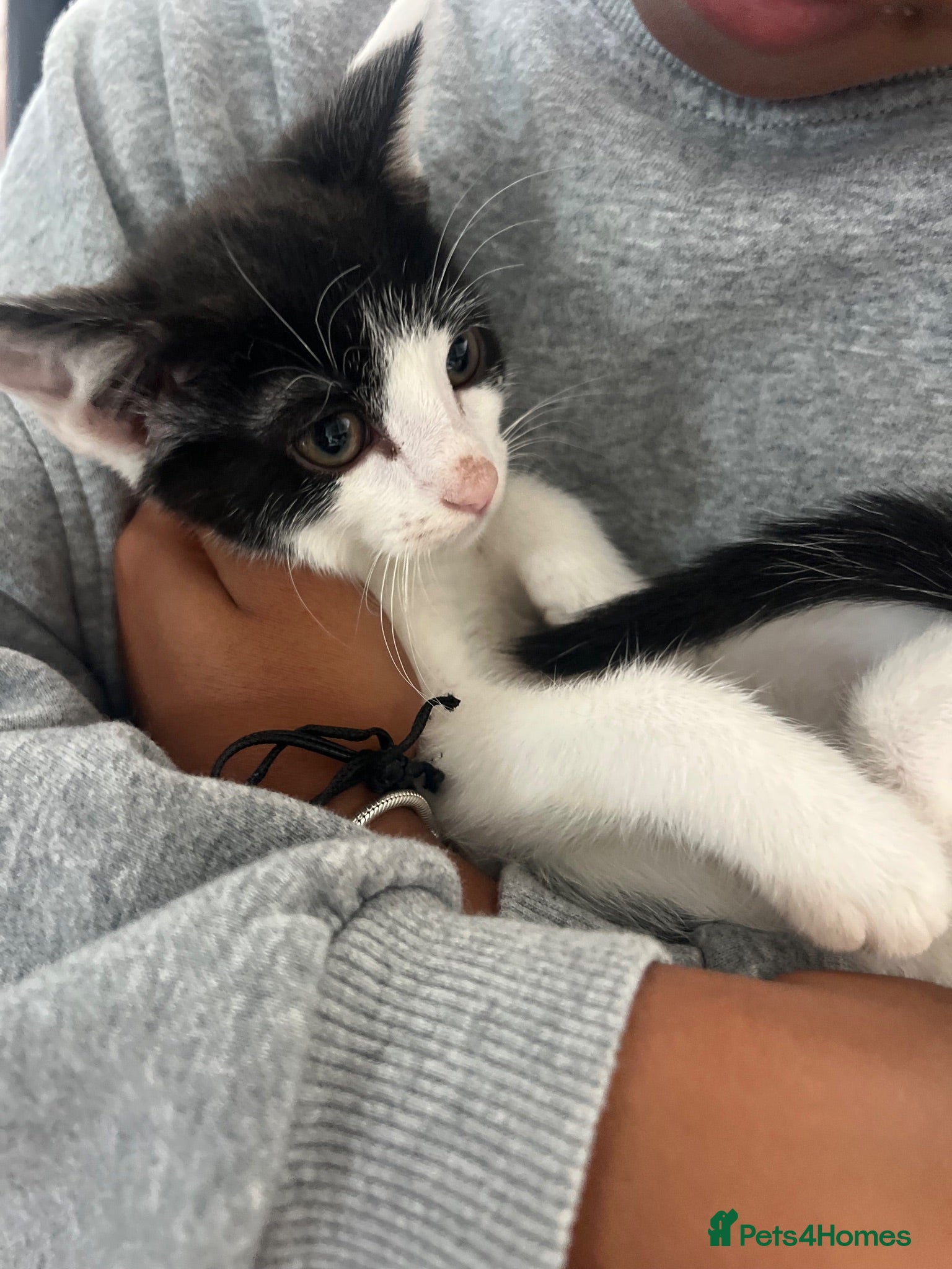 Mixed Breed cats Kittens ready to go £50 - Advert 17