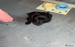 Cocker Spaniel dogs for stud: Milo is looking to mate  - Image 3