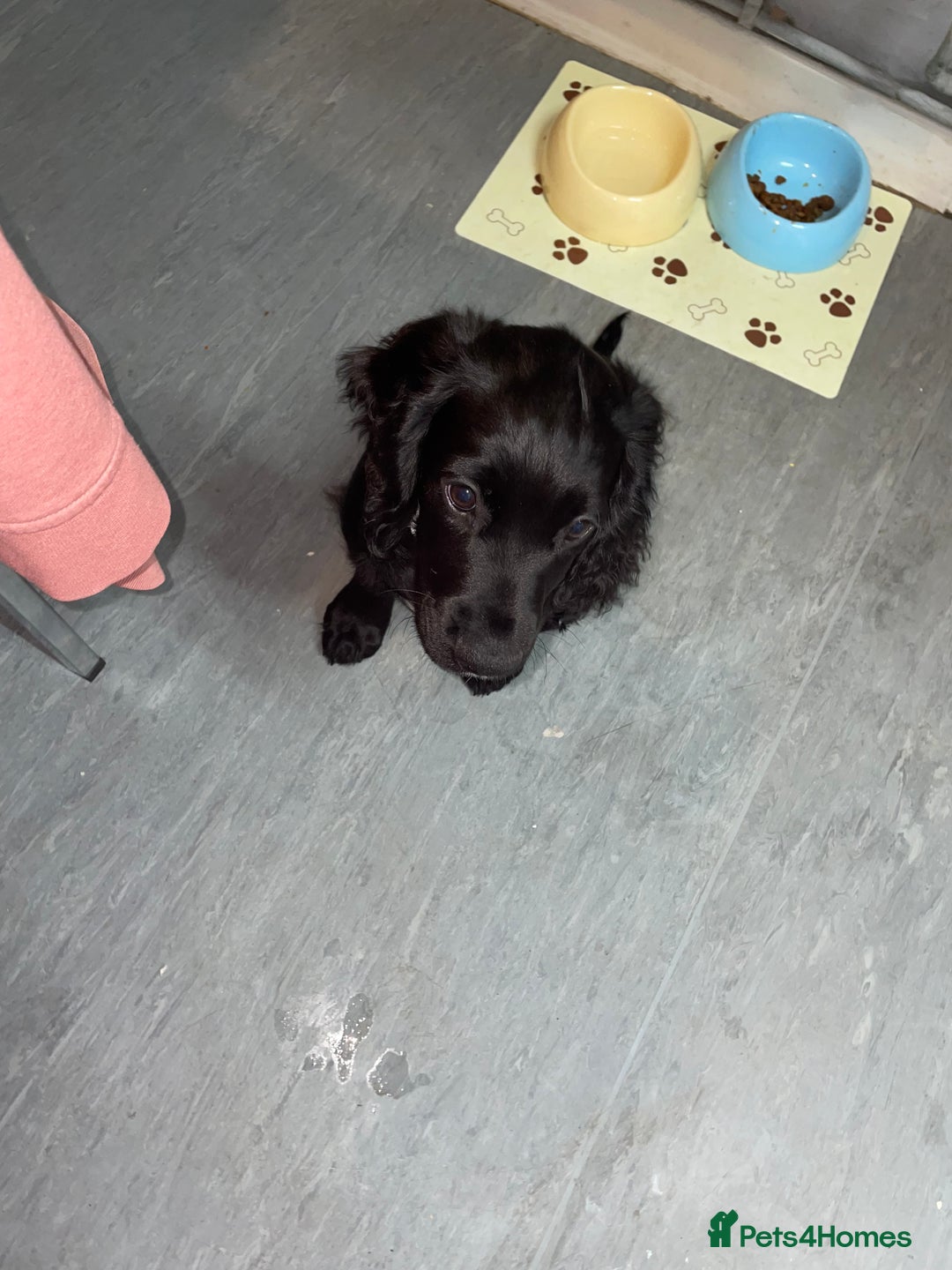 Cocker Spaniel dogs for stud: Milo is looking to mate  - Image 3