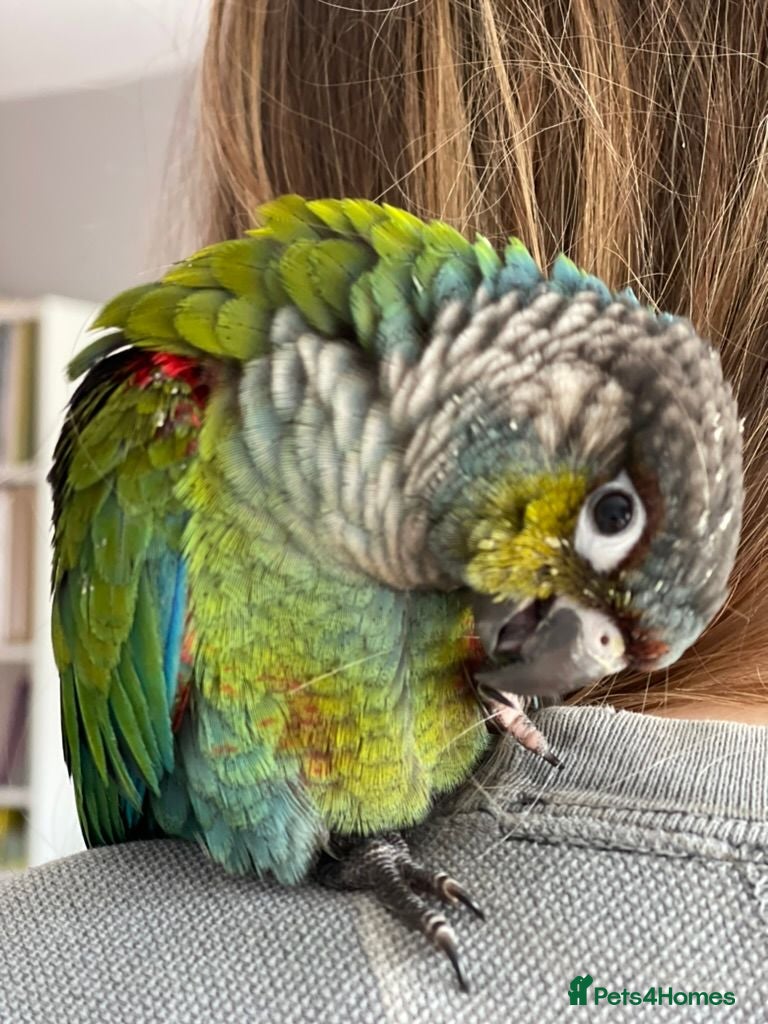 Conures birds Silly Tame Crimsonbellied Conure - Advert 1