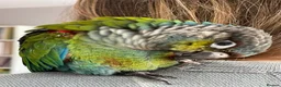 Conures birds for sale: Silly Tame Crimsonbellied Conure - Advert 1