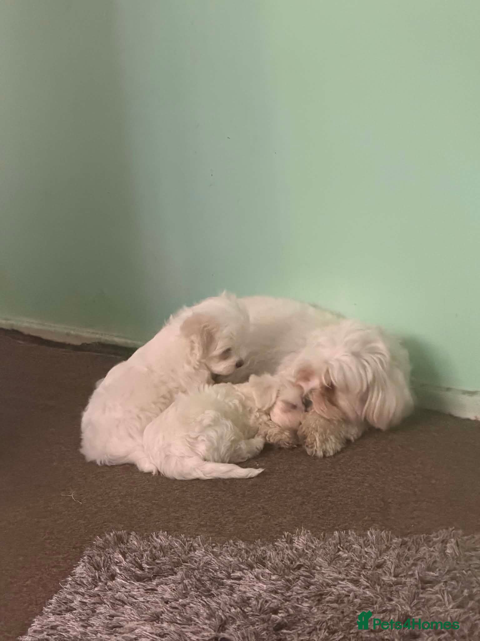 Bichon Frise dogs Small puppy for sale  - Advert 10