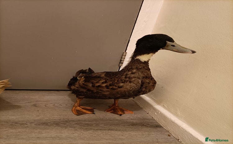 Ducks poultry 3 pet ducks  - Advert 1