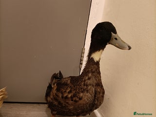 Ducks poultry 3 pet ducks - Advert 1