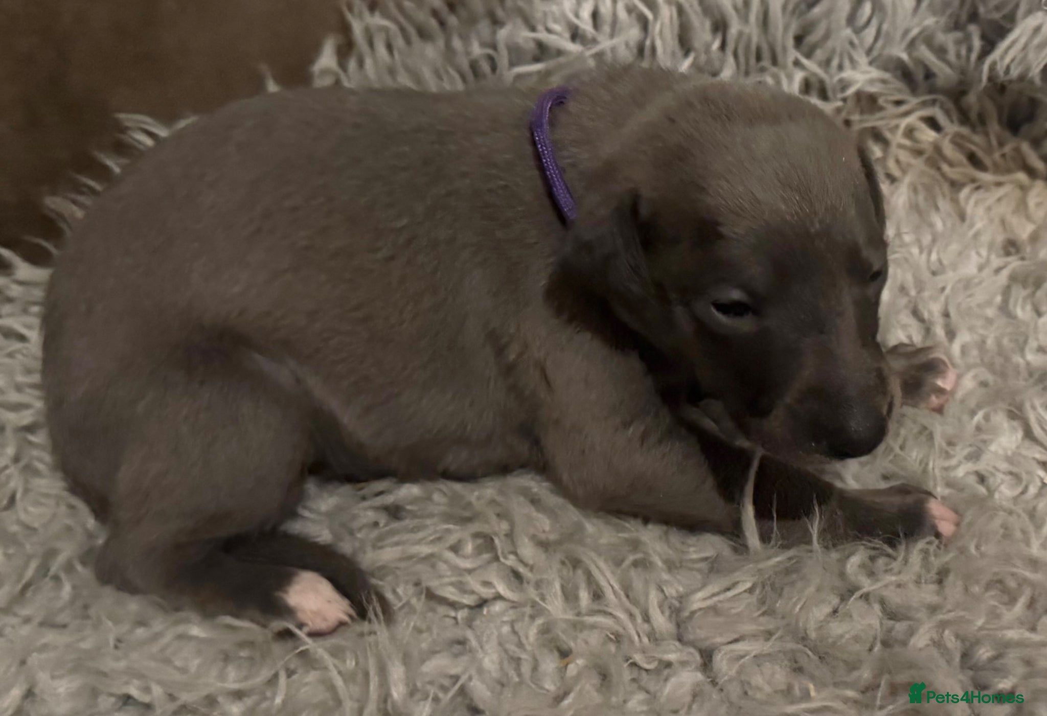 Whippet dogs for sale: 💙 Stunning KC Registered Blue Whippet Puppies  - Advert 8