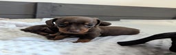Miniature Dachshund dogs for sale: Beautiful Miniature Dachshund *one little girl* - Advert 5