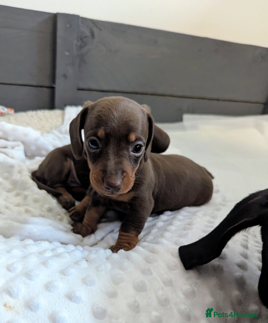Miniature Dachshund dogs for sale: Beautiful Miniature Dachshund *one little girl* - Advert 5