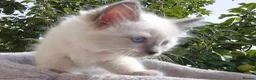 Ragdoll cats for sale: 💙 Blue Point Ragdolls 💙 - Advert 9