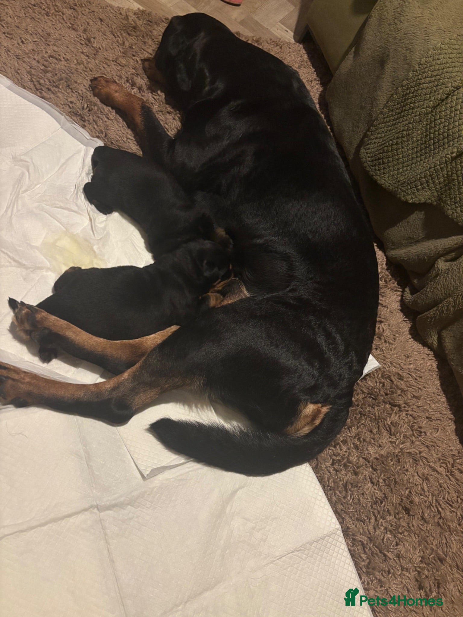 Rottweiler dogs Rottweiler pups  - Advert 1