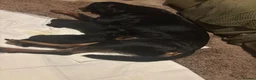 Rottweiler dogs for sale: Rottweiler pups  - Advert 1
