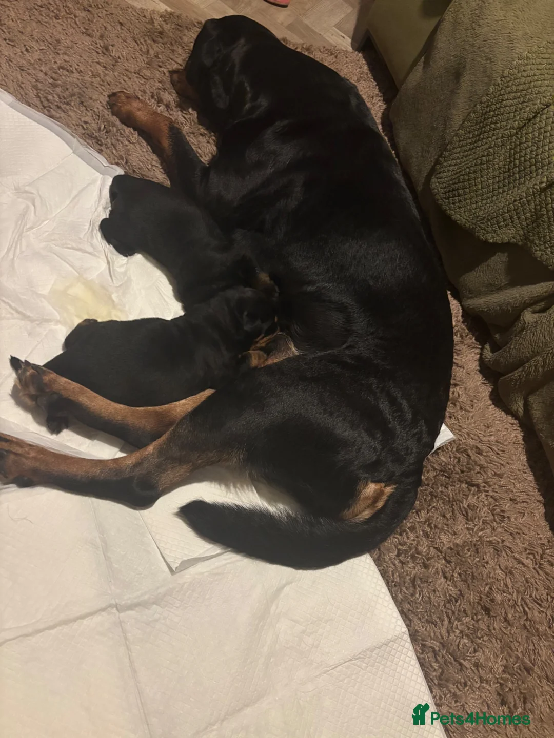 Rottweiler dogs for sale: Rottweiler pups  - Advert 1