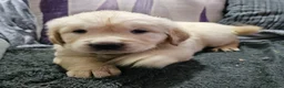 Golden Retriever dogs for sale: 3x KC golden retriever pups, ready 22nd June - Advert 25