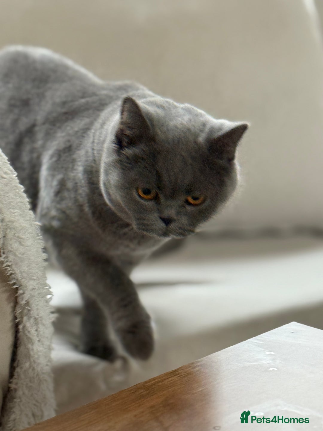 British Shorthair cats for sale: Blue British Shorthair Sisters Sold Together 🌸 - Advert 5