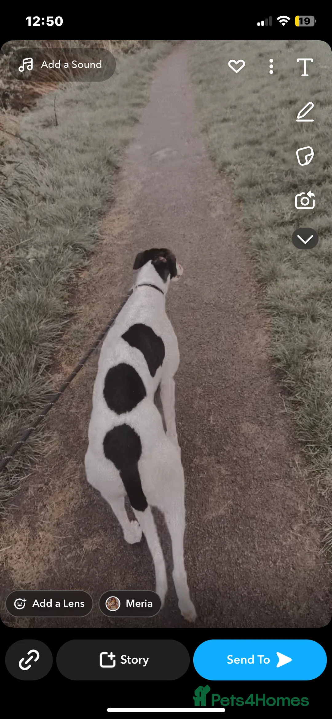 Greyhound dogs for sale: Eve the greyhound - Advert 4