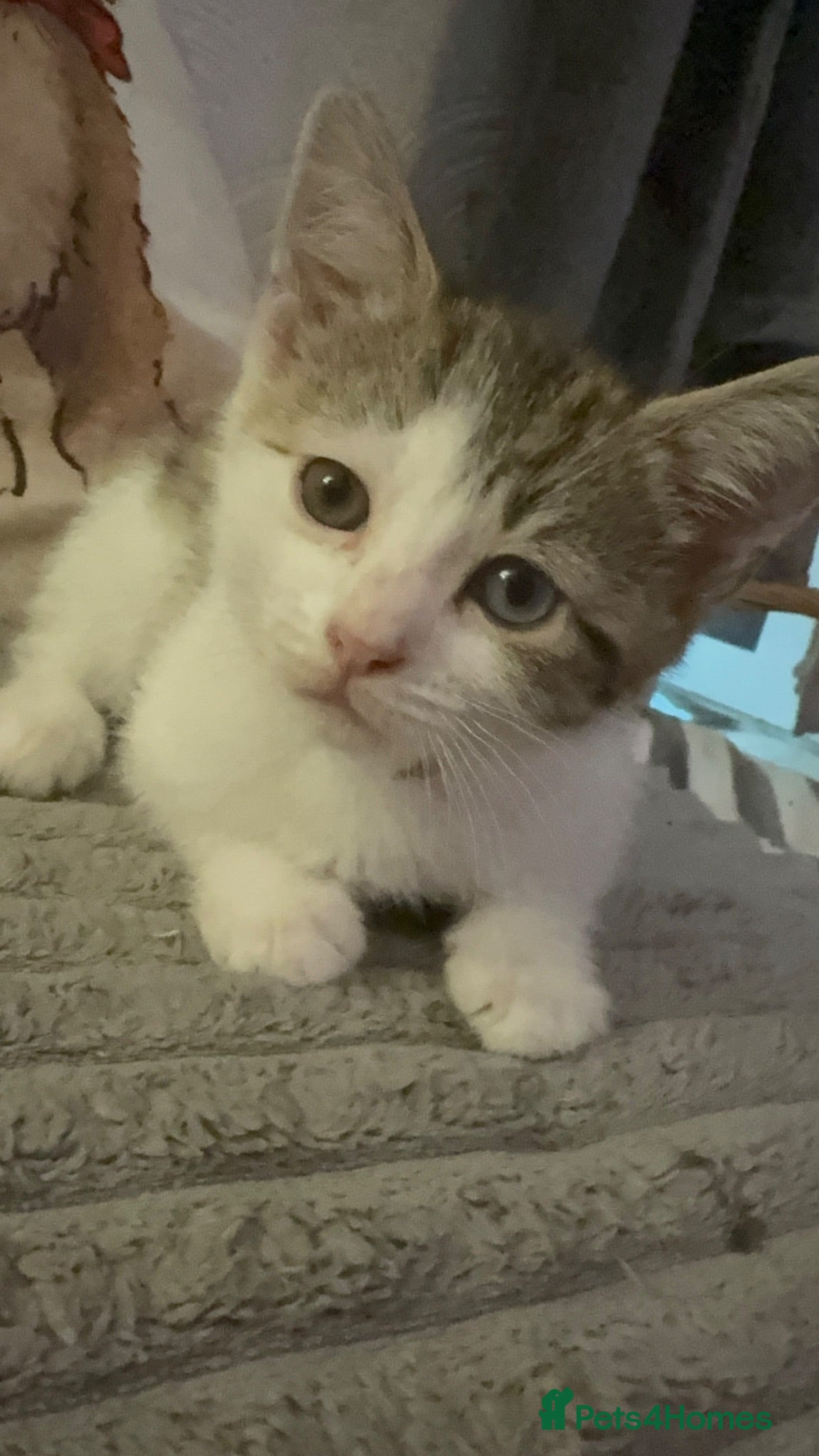 Mixed Breed cats Beautiful fluffy friendly babies - Advert 1