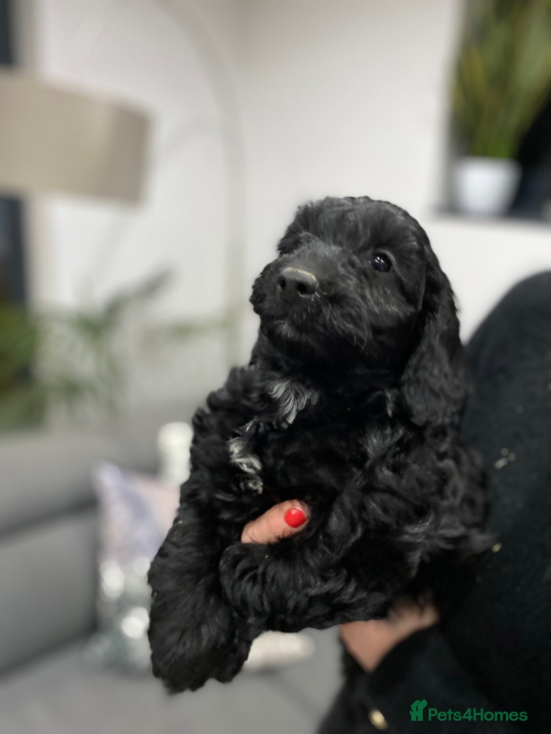 Cockapoo dogs for sale: F1 toy cockerpoo - Advert 2