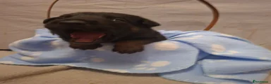Belgian Shepherd Dog 2
