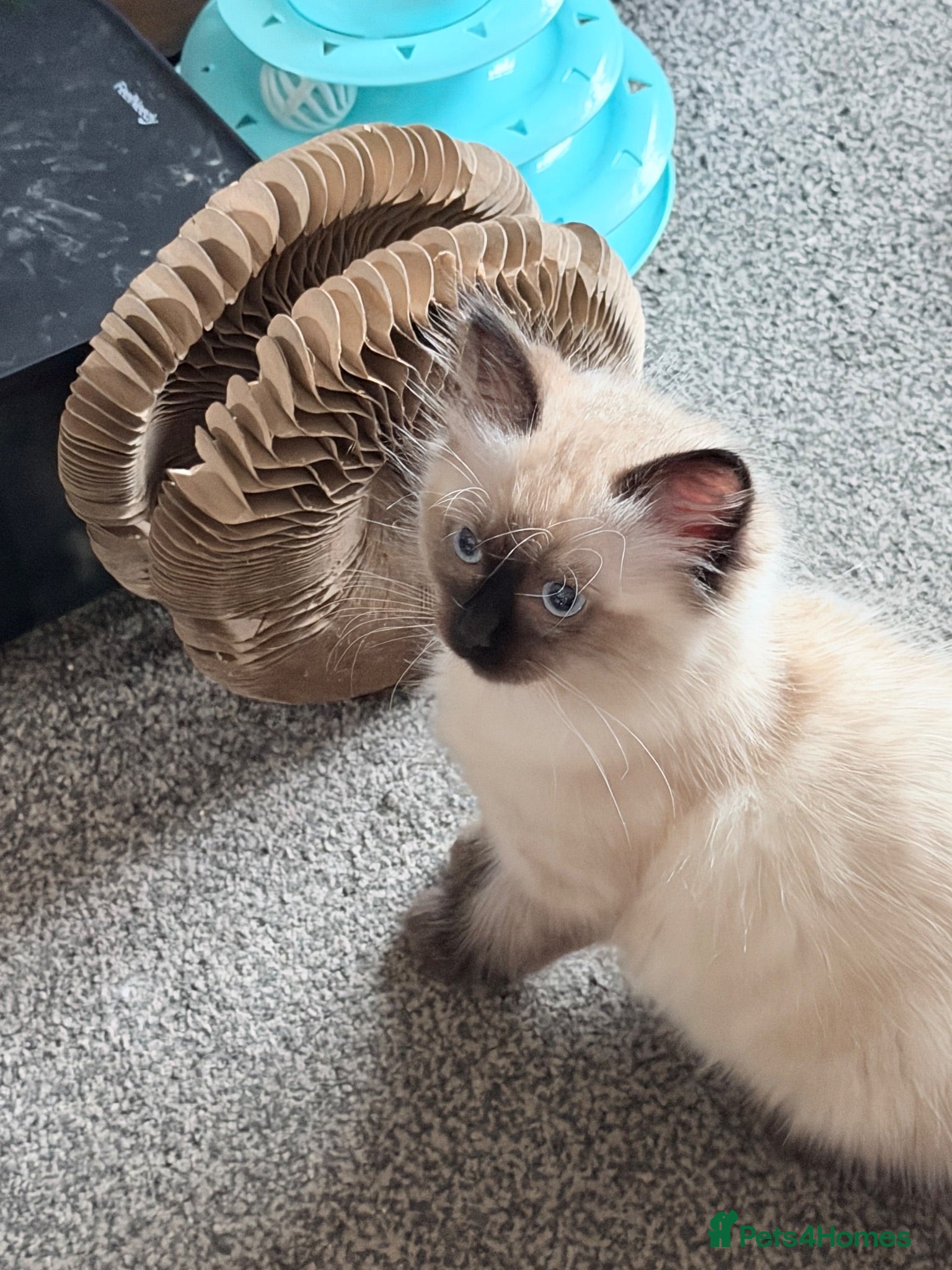 Ragdoll cats 1 Ragdoll boy left ready for his new families  - Advert 8