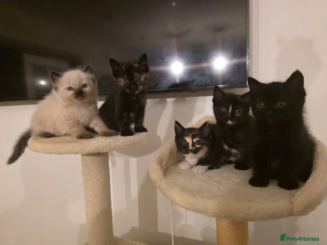 Mixed Breed cats for sale: Ragdoll mix kittens ready 17/8 in Stoke-on-Trent - Advert 1