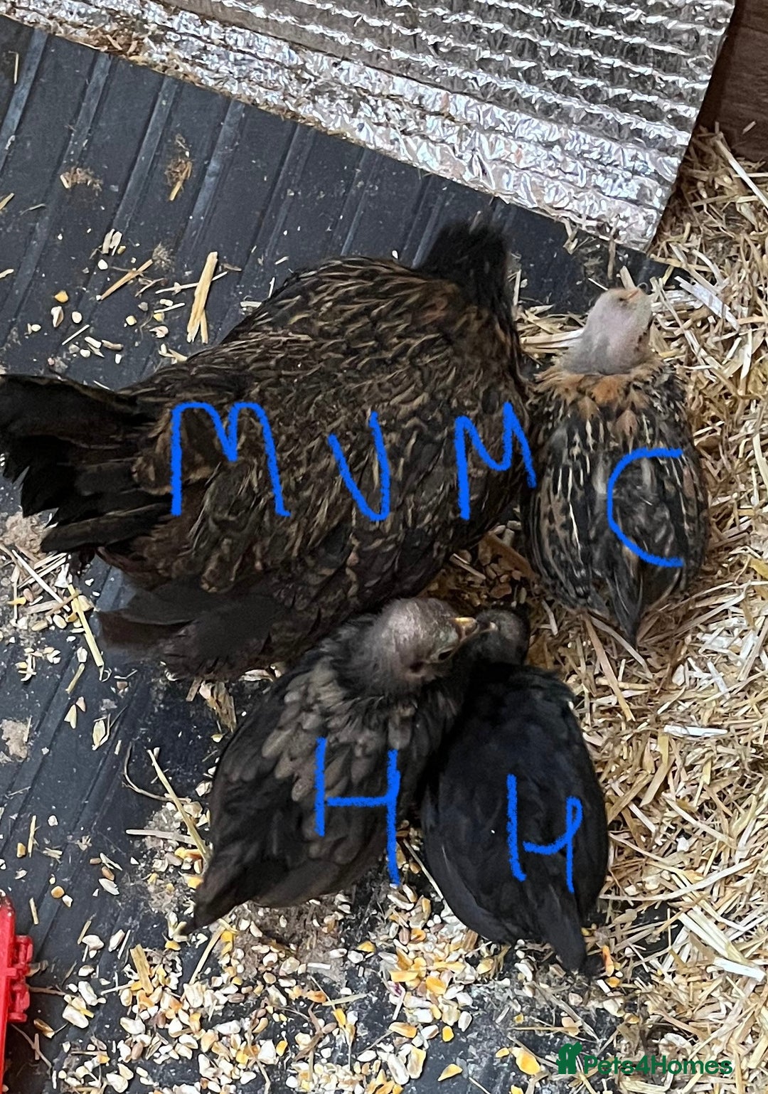 Chickens poultry for sale: Serama chicks from 8 to 20 weeks - Advert 4