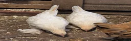 Chickens poultry for sale: Sablepoot Pullets - Advert 4