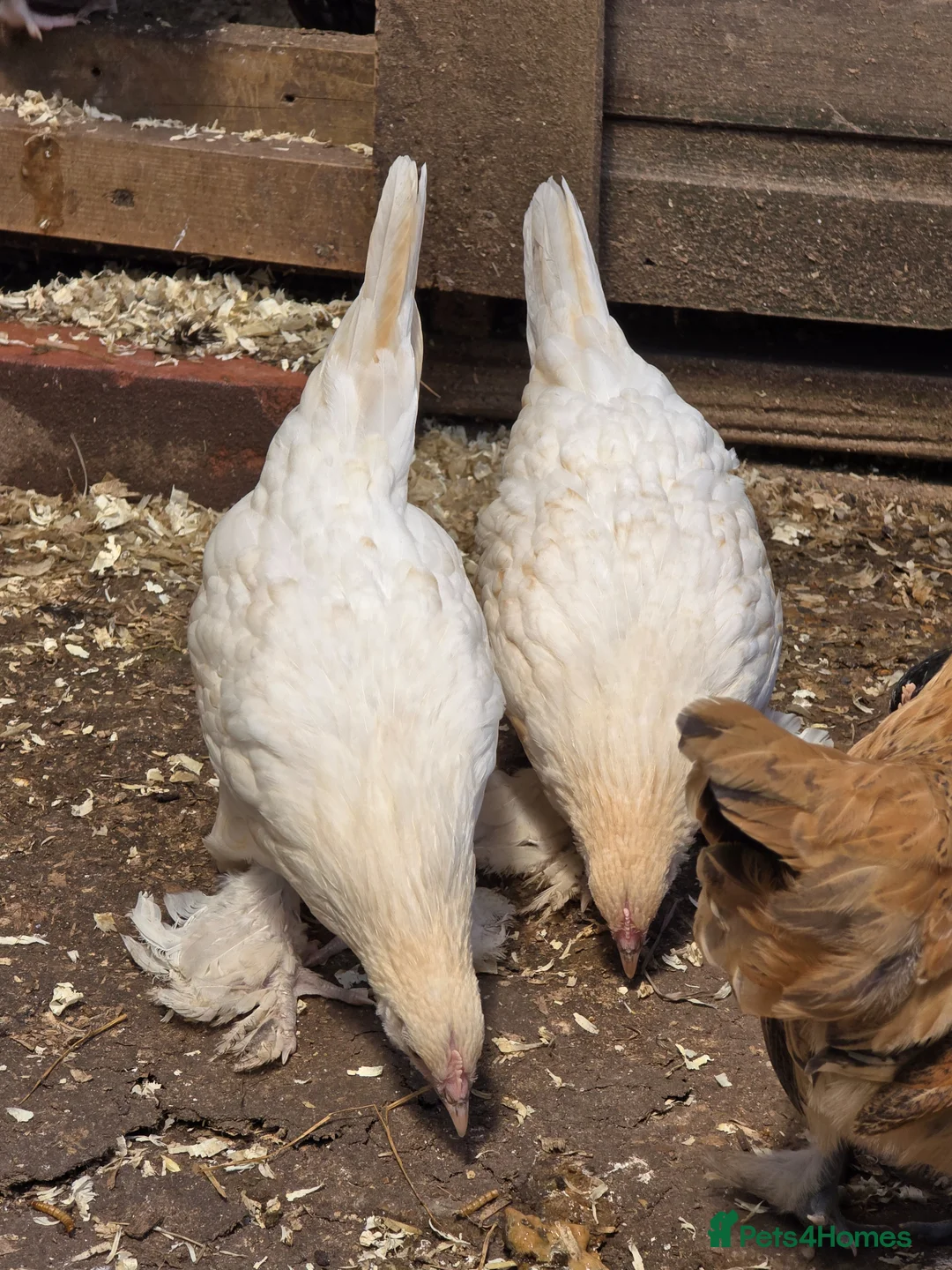 Chickens poultry for sale: Sablepoot Pullets - Advert 4