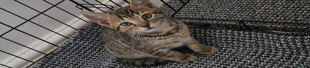 Mixed Breed Kitten 2