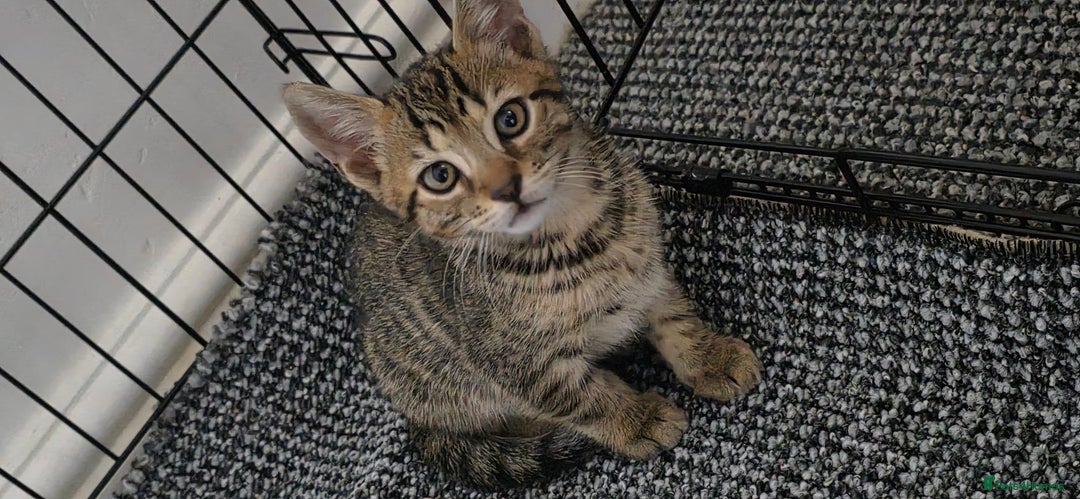 Mixed Breed cats for sale: Tabby x Bengal Kittens 🐾 - Image 23