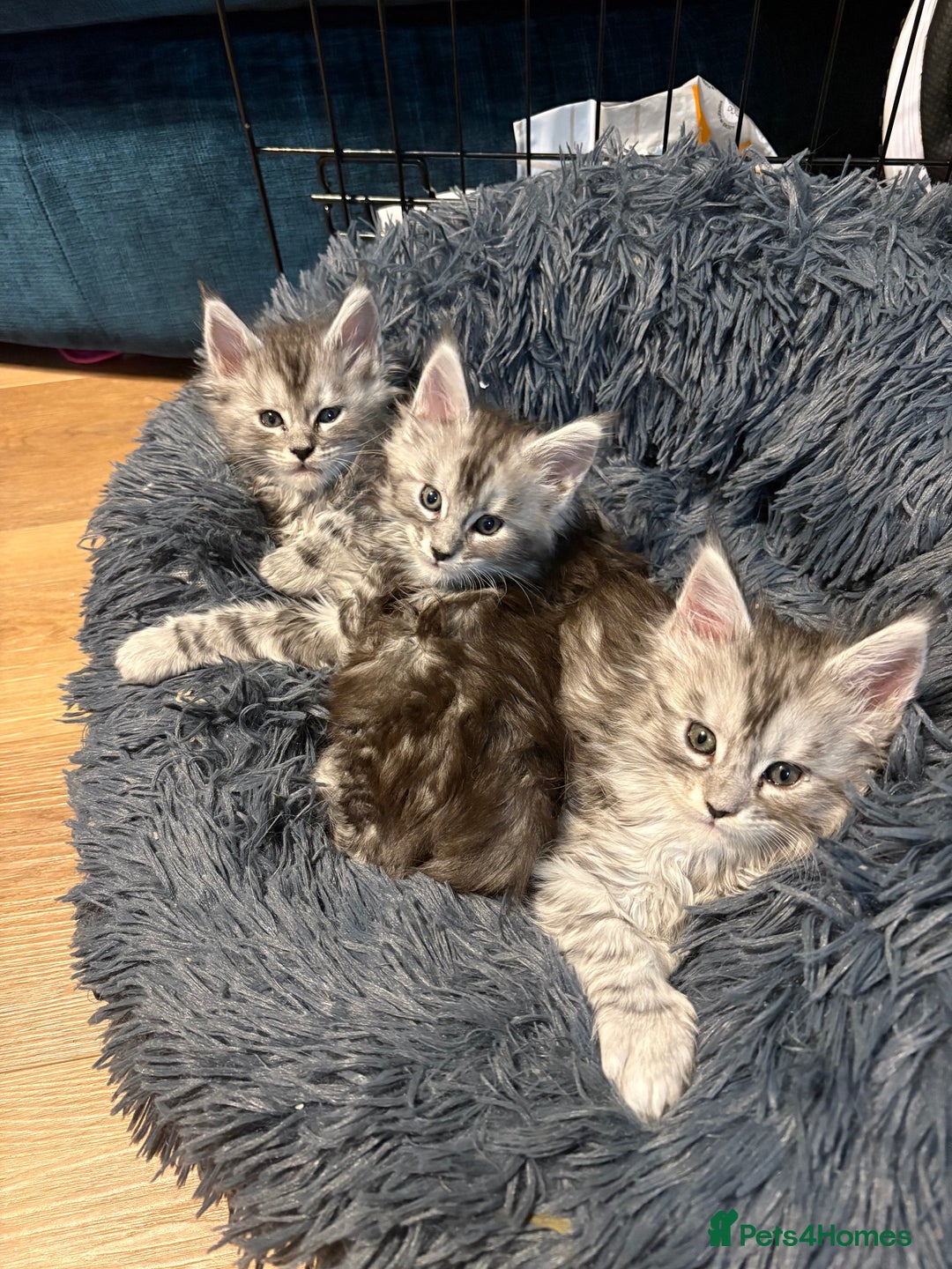 Maine Coon cats for sale: Pedigree registered Maine Coon - Advert 10