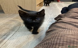 Mixed Breed cats for sale: Semi Longhaired Kittens - Image 15