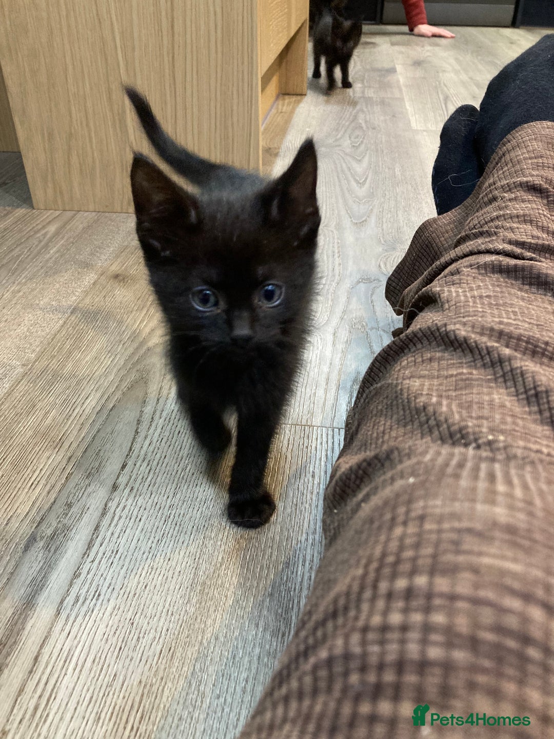 Mixed Breed cats for sale: Semi Longhaired Kittens - Image 15