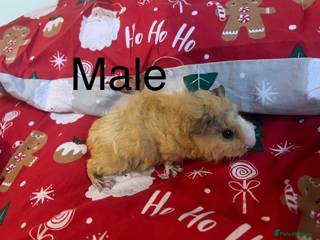 Guinea Pig rodents for sale: Mixed baby guinea pigs  - Advert 5