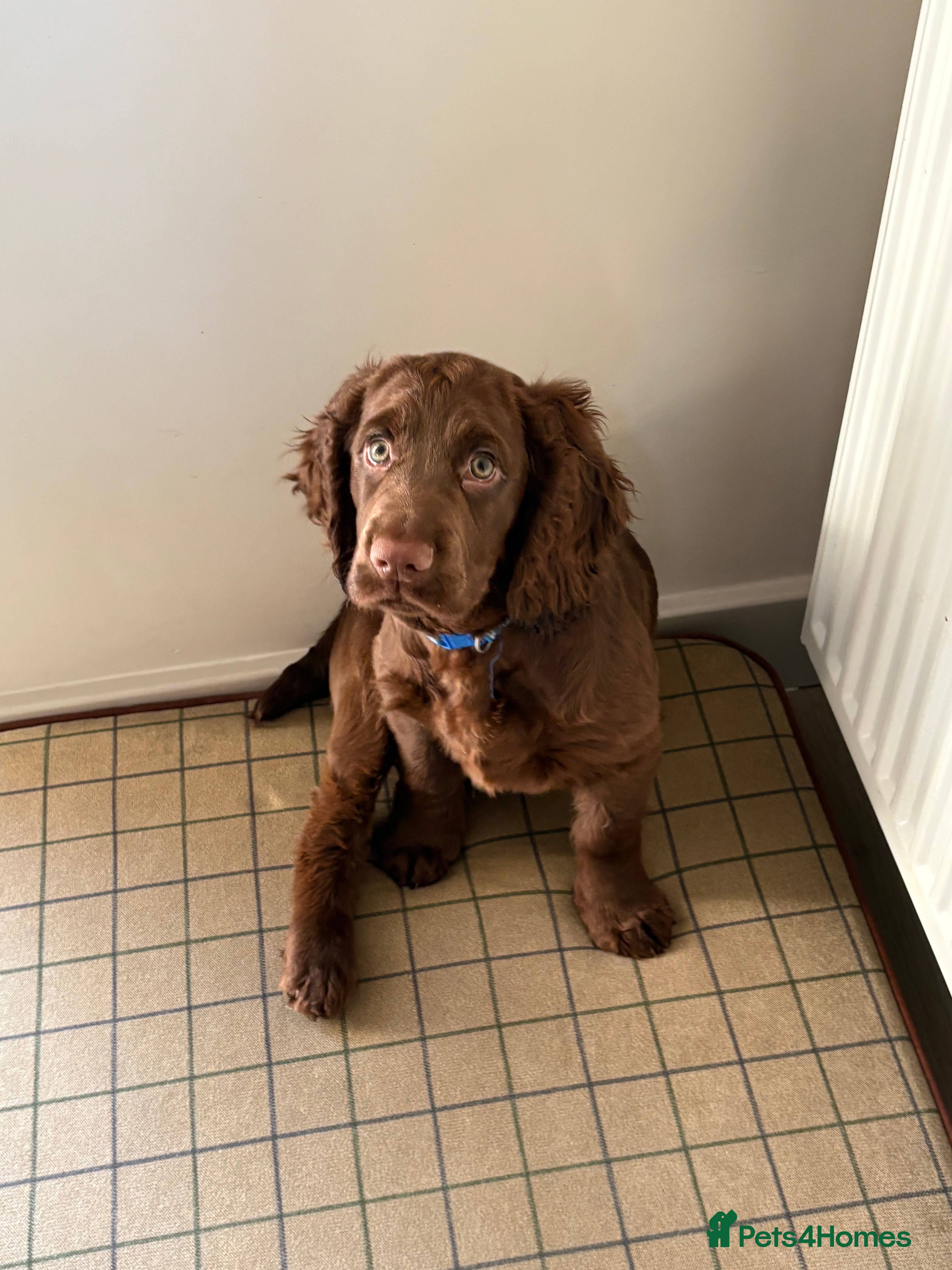 Cocker Spaniel dogs Two beautiful boy working cocker spaniels left - Advert 9