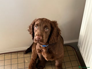 Cocker Spaniel dogs Two beautiful boy working cocker spaniels left - Advert 9