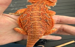 Bearded Dragon reptiles for sale: Bearded Dragon. Blue bar Tiger Stripe  - Image 3