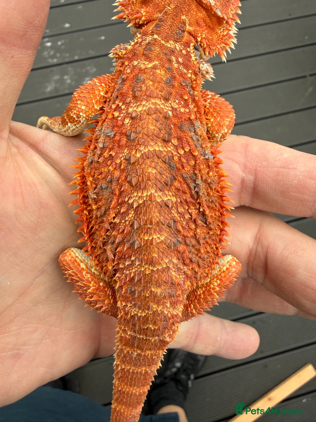 Bearded Dragon reptiles for sale: Bearded Dragon. Blue bar Tiger Stripe  - Image 3