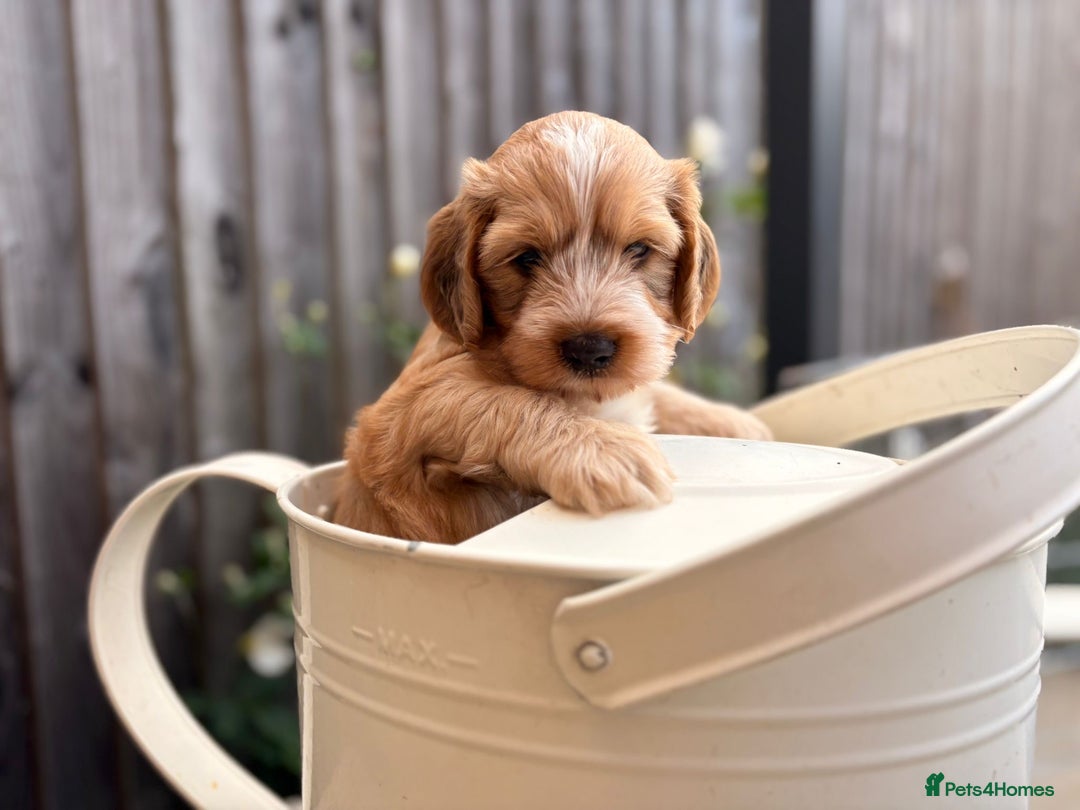 Cockapoo dogs for sale: Cockapoo Puppies Ready 15th September - Image 5