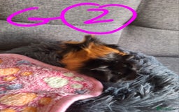 Guinea Pig rodents for sale: 😍 Lovely sows and one boar 💚  - Image 11