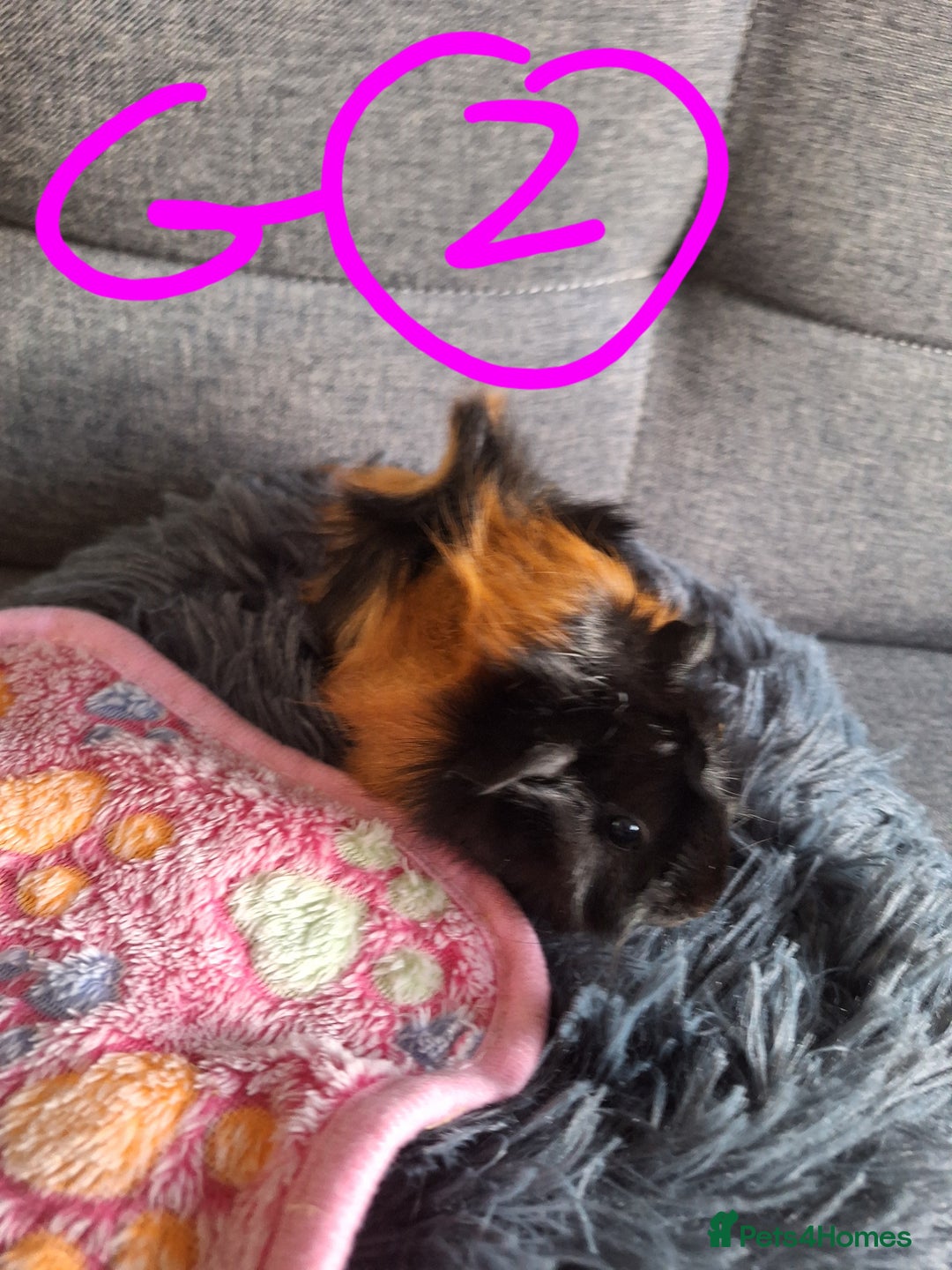 Guinea Pig rodents for sale: 😍 Lovely sows and one boar 💚  - Image 11