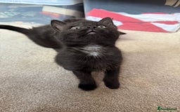 Mixed Breed cats for sale: Little Black Beauties - Image 3