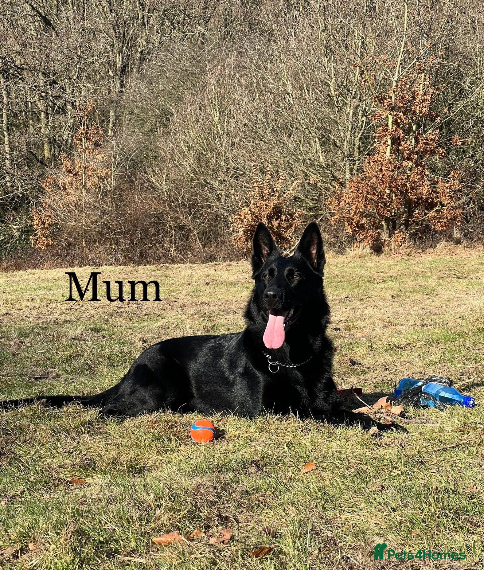 German Shepherd dogs KC Reg DDR GSD Puppy Rare Bloodline - Advert 16