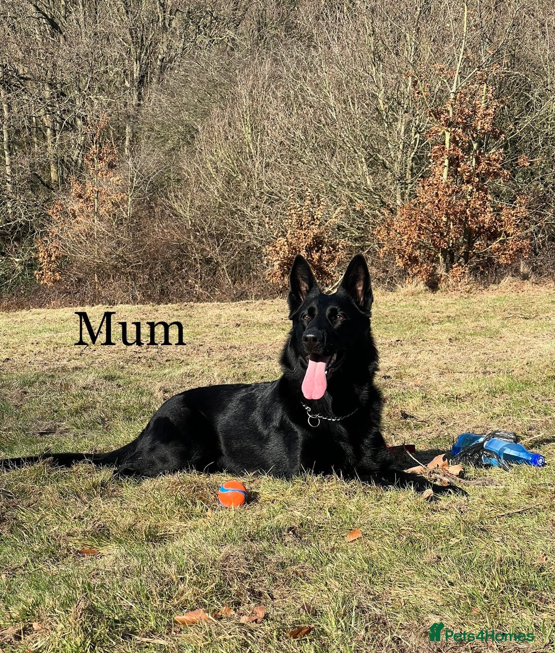 German Shepherd dogs for sale: KC Reg DDR GSD Puppy Rare Bloodline - Advert 1