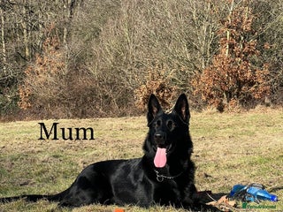 German Shepherd dogs KC Reg DDR GSD Puppy Rare Bloodline - Advert 1